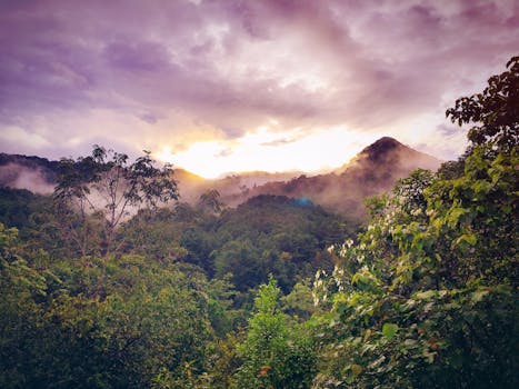 Rainforest Sunrise at Wildmist Pavilion