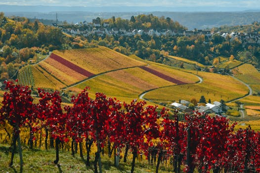 Vineyard Harmony at Grapevine Retreat