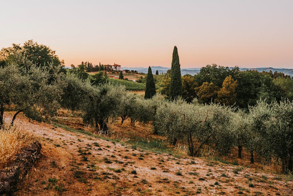 Tuscany Olive Hotels With Vineyard Floors and Stone Ceilings