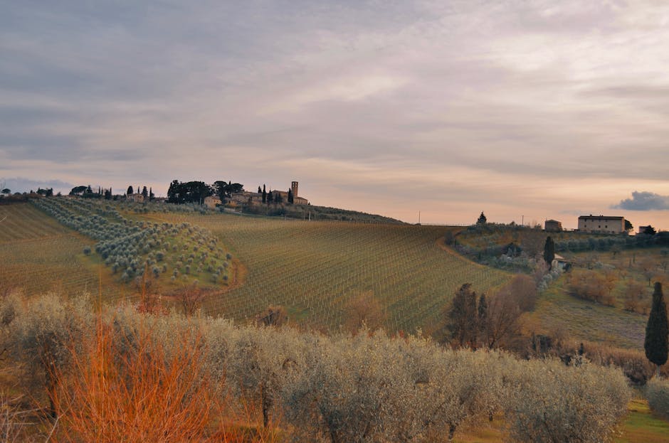 Tuscany Vineyard Hotels With Olive Walls and Fire Benches